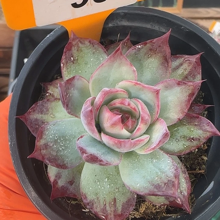 95 惊鸿仙子多肉植物