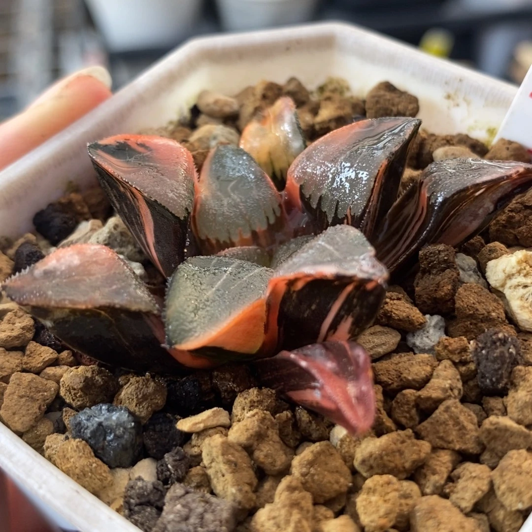 489冰面克锦一物一拍