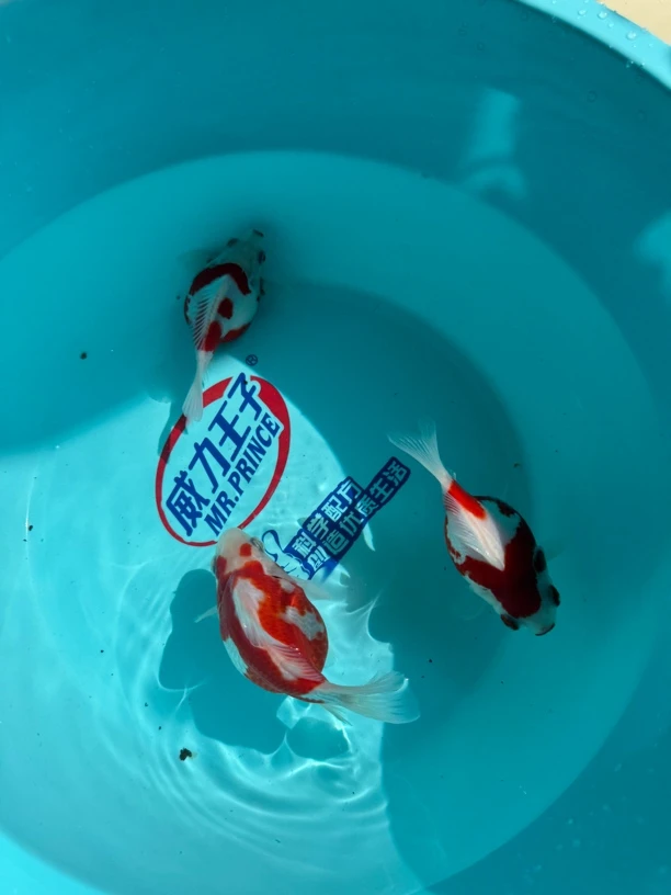 进口玉鲭越之源顺丰包邮包活锦鲤