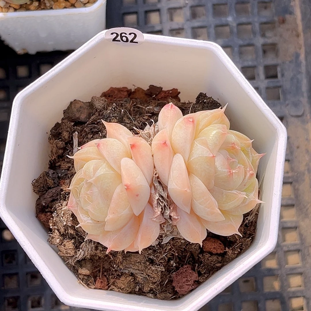 262 一物一拍多肉 夏末精控