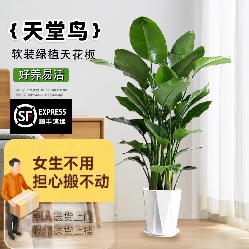 【顺丰包邮】1.1-1.2米天堂鸟北欧网红室内盆栽鹤望兰大型绿植好养