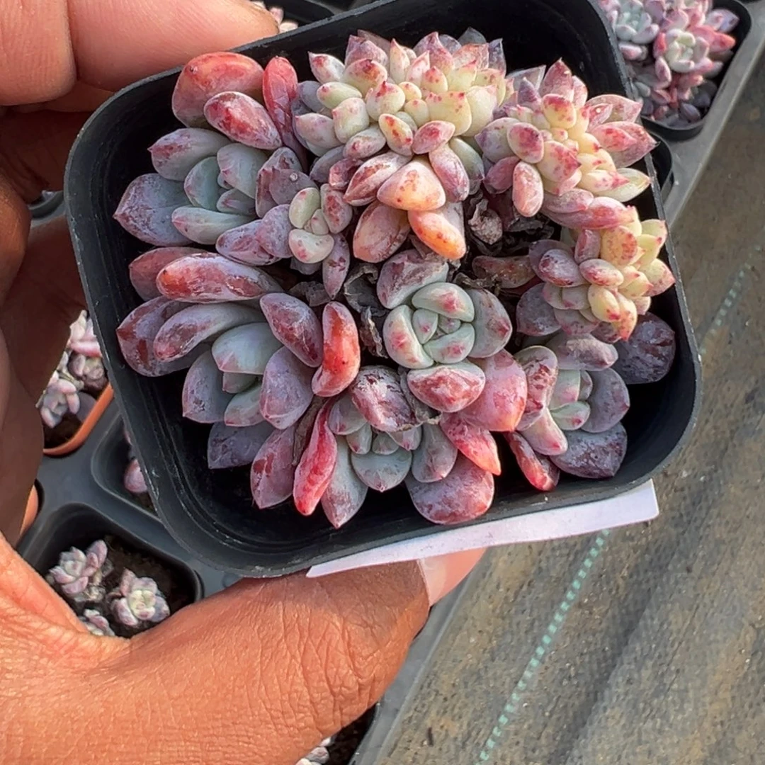 492号 摘心梦露缀化一物一拍满18包邮满26送一颗多肉