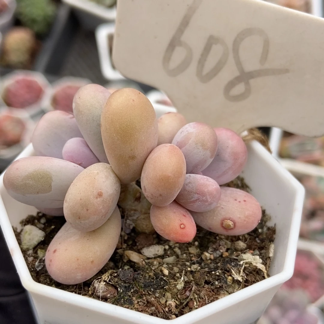 608彩虹奶多肉植物保护
