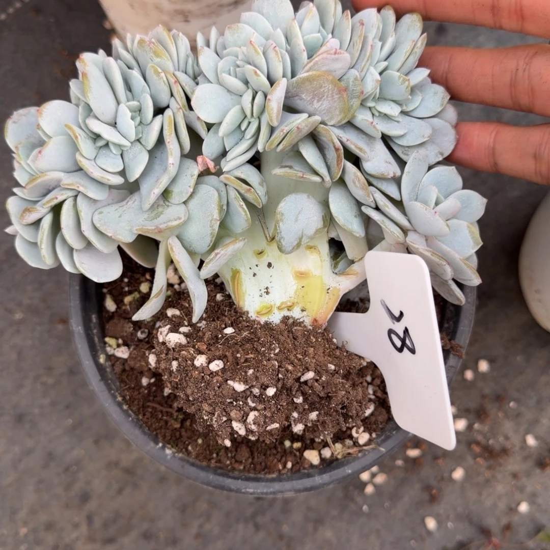 多***控一物一拍奶茶胸花缀28