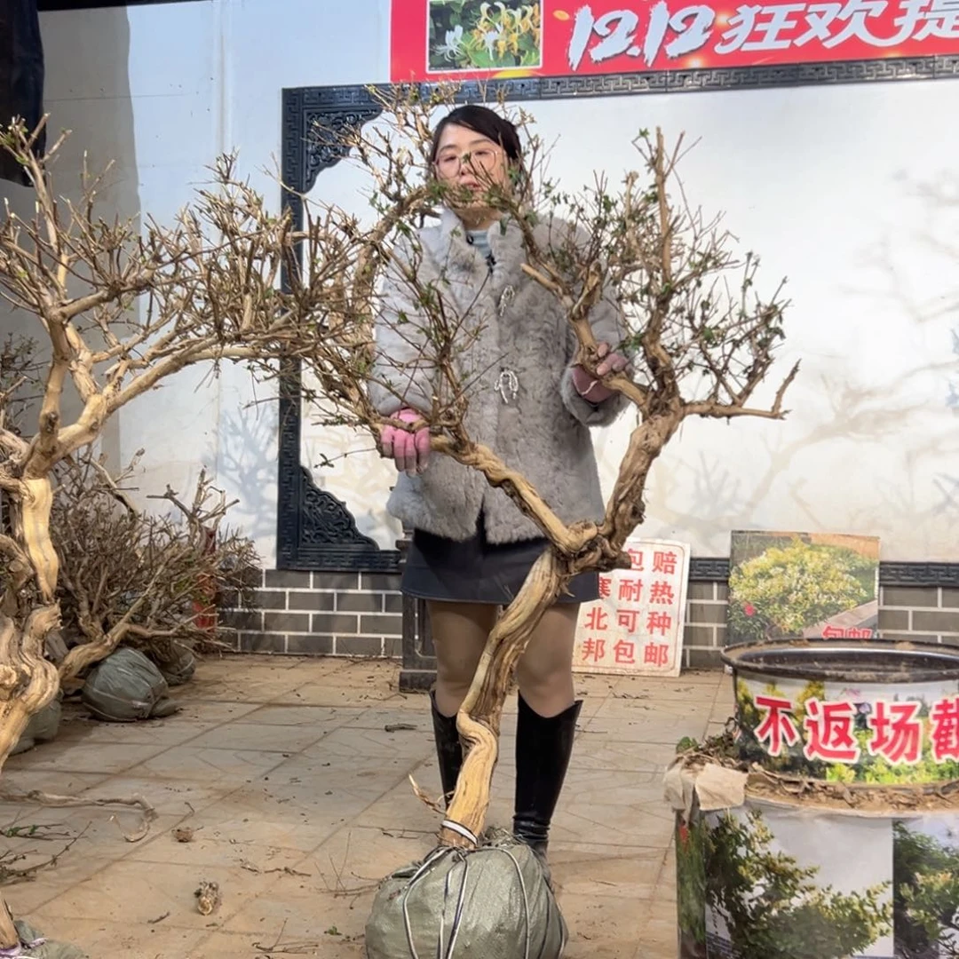 无花朵金银花8888.