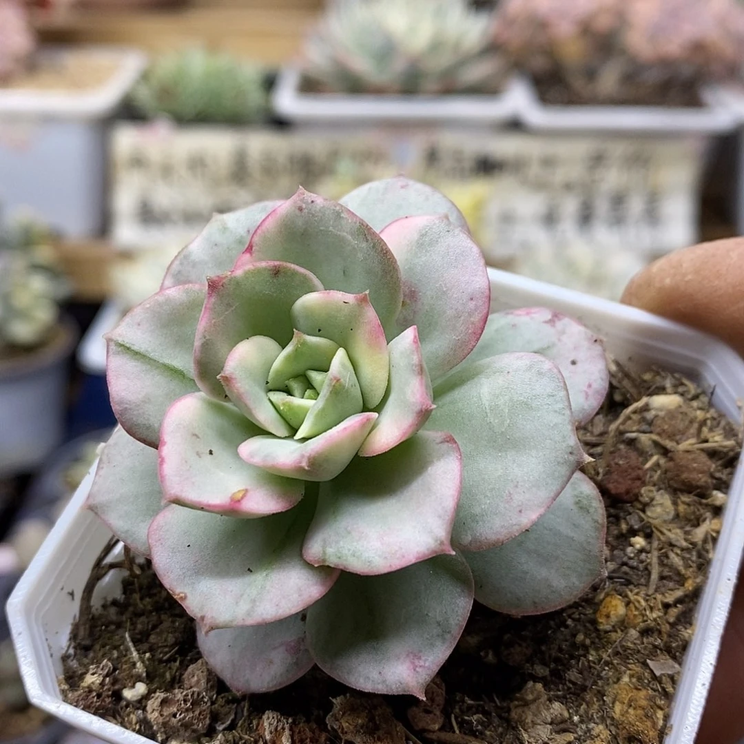 0788 妮可莎娜糊斑锦