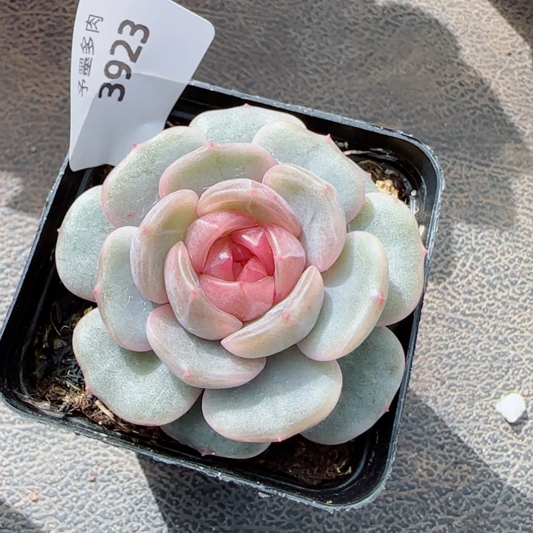 彩恋，3923多肉植物