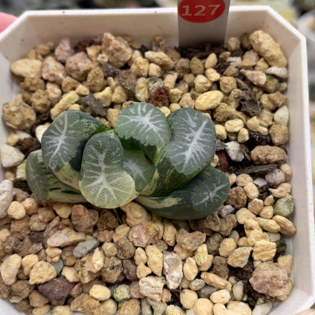 小蔡的菜园127花菱锦