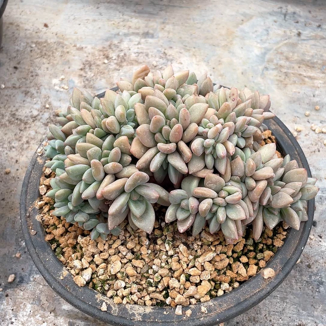 多肉植物多肉植物