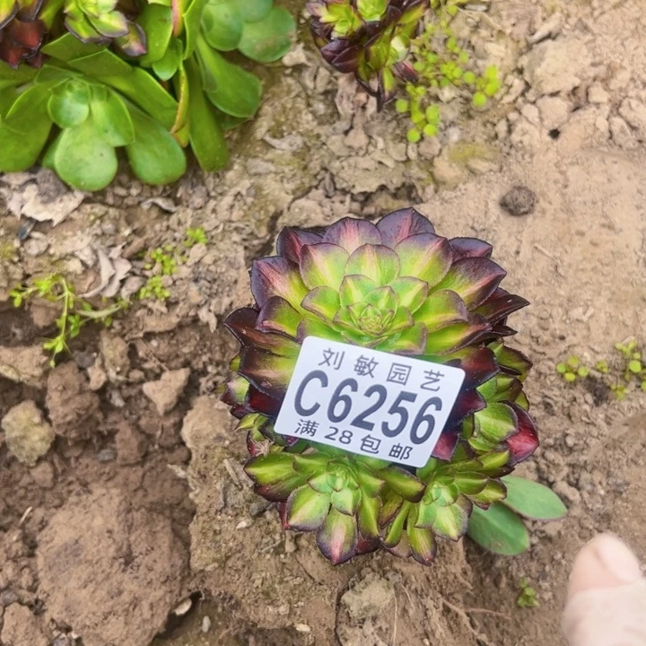 浮**尽6256多肉植物无根法师