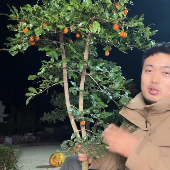 无花朵金弹子庭院原生品种