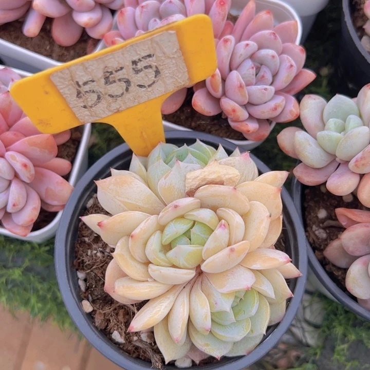 健健康康平平安安