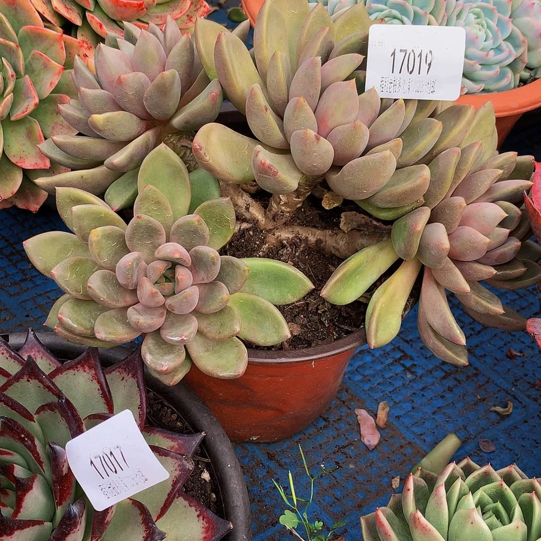 思***恋象牙17019多肉多肉