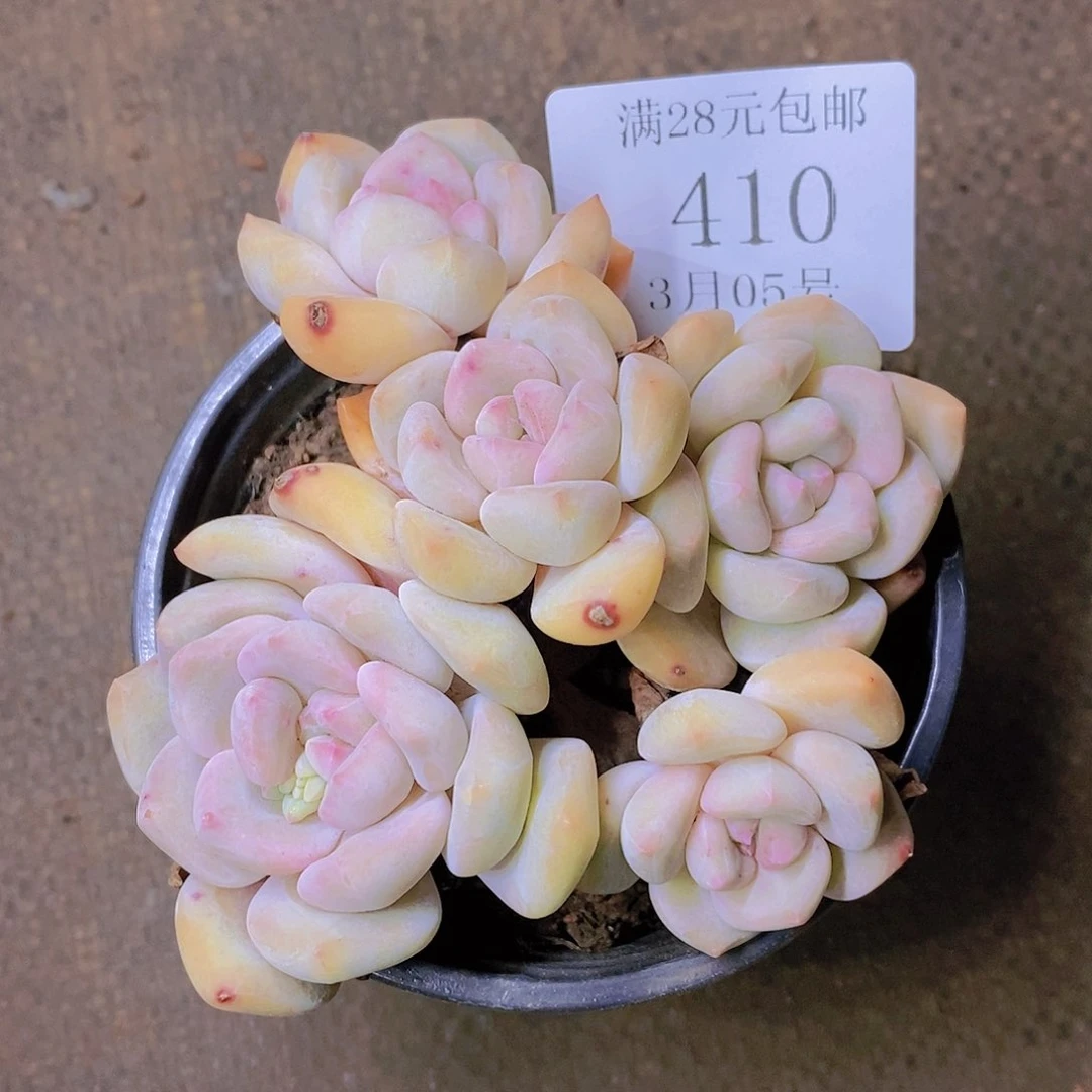 【闪购商品】云410