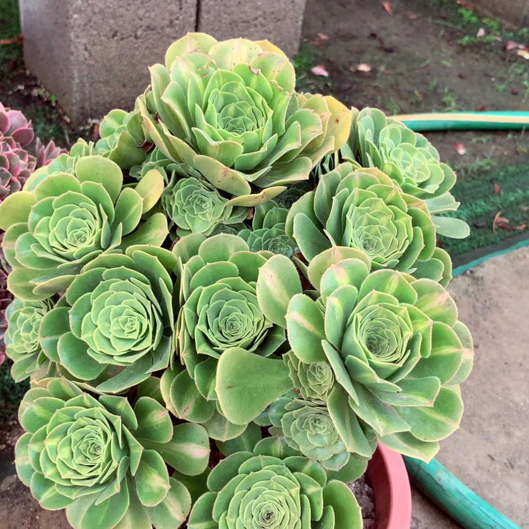 琉璃捧花，有点微瑕