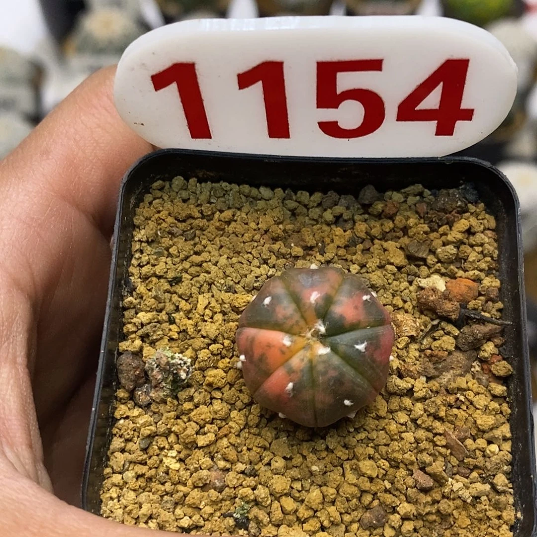 1154福利特价咯特价喽