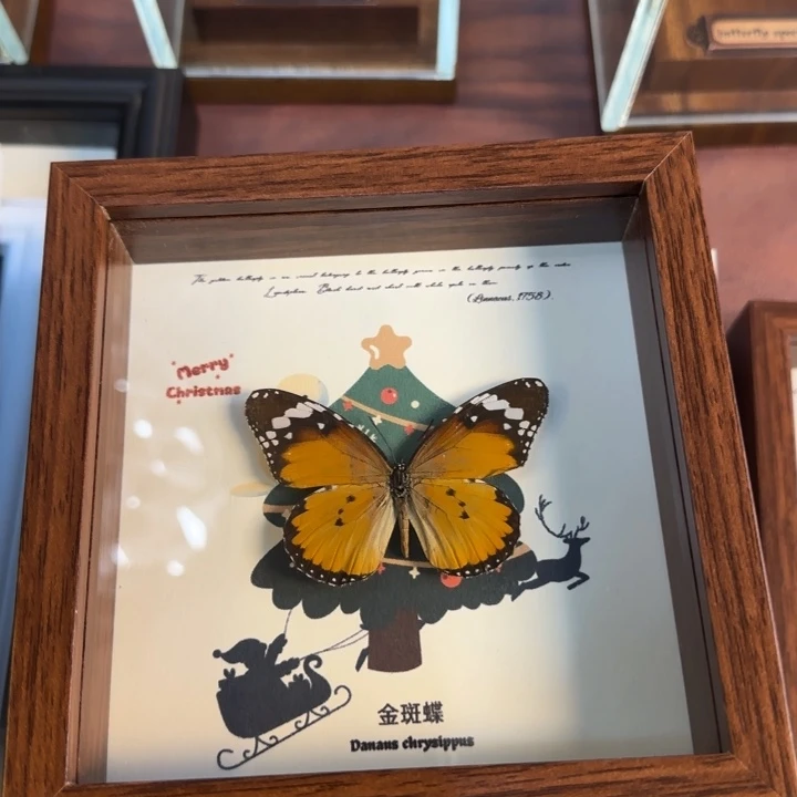 有机玻璃蝴蝶标本蝴蝶标本