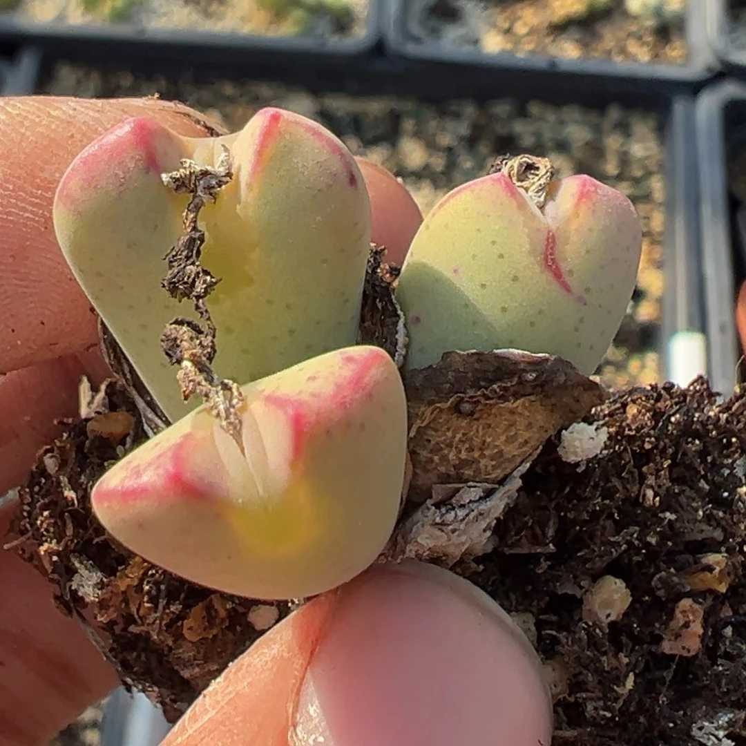 多肉植物111111111111111