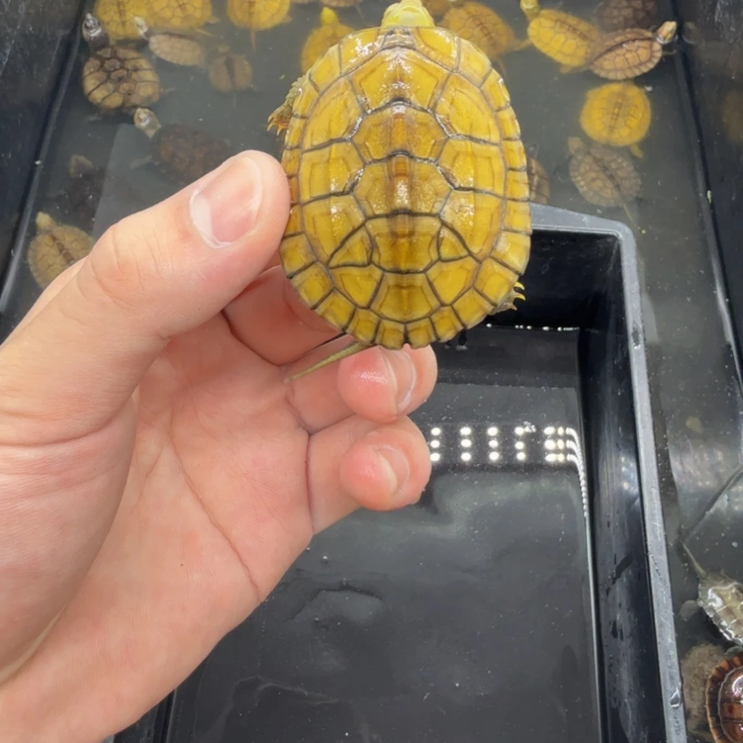 不分公母宠物龟小青