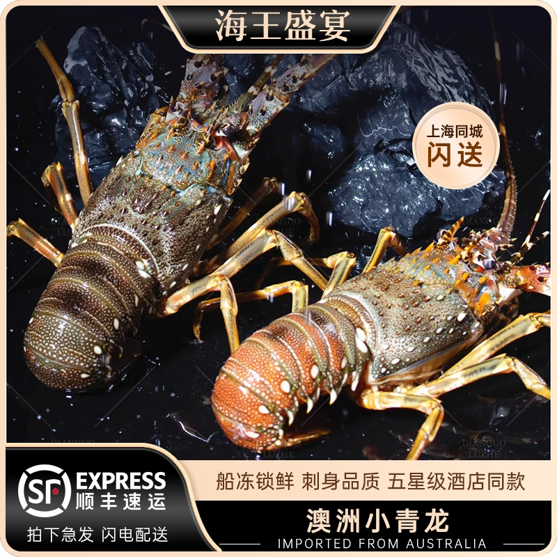 新鲜小青龙龙虾鲜活特大龙虾澳洲龙虾新鲜冷冻大虾海鲜水产花龙虾