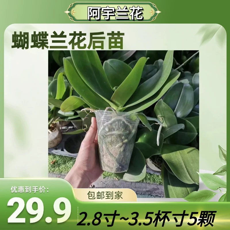 【2.8～3.5寸杯】随机品种，杯寸蝴蝶兰花后苗5颗微瑕基地直发不售后