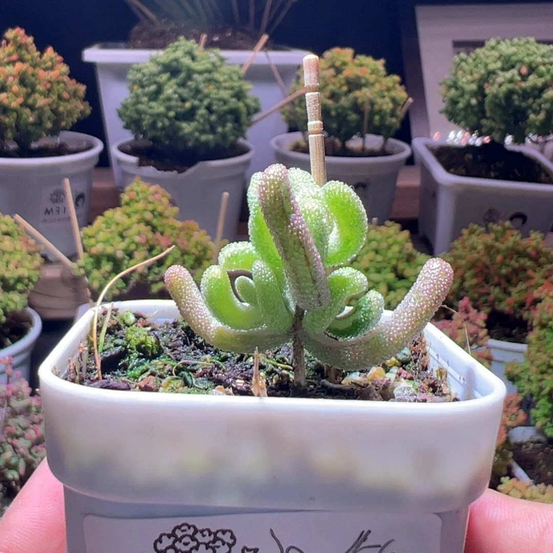 306紫闪光一物一拍带盆土发货