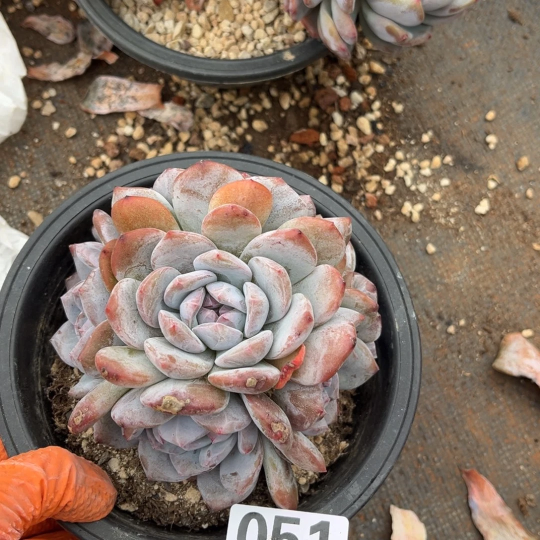 紫***英051号新疆西藏内蒙古不包邮