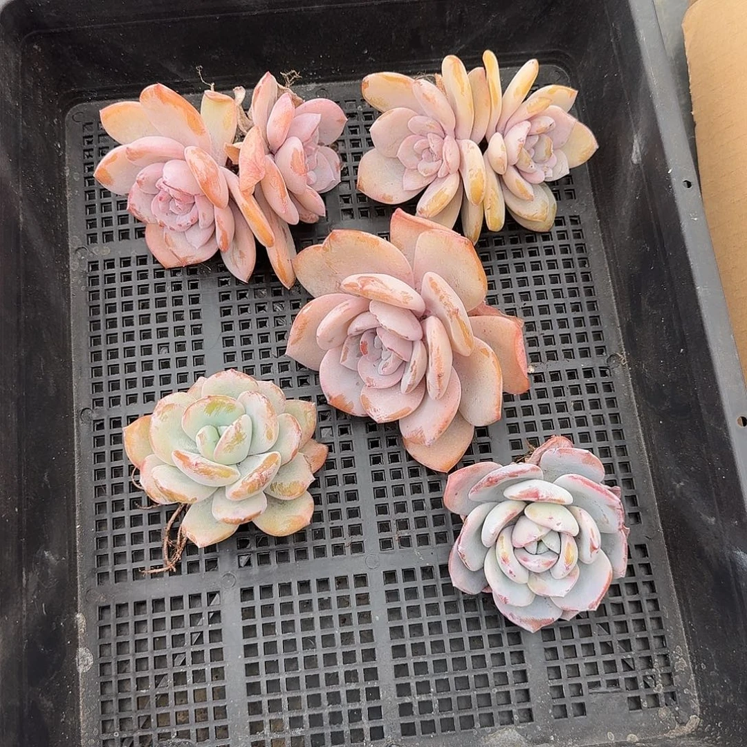 A007  多肉 售后范围：签收起7天内