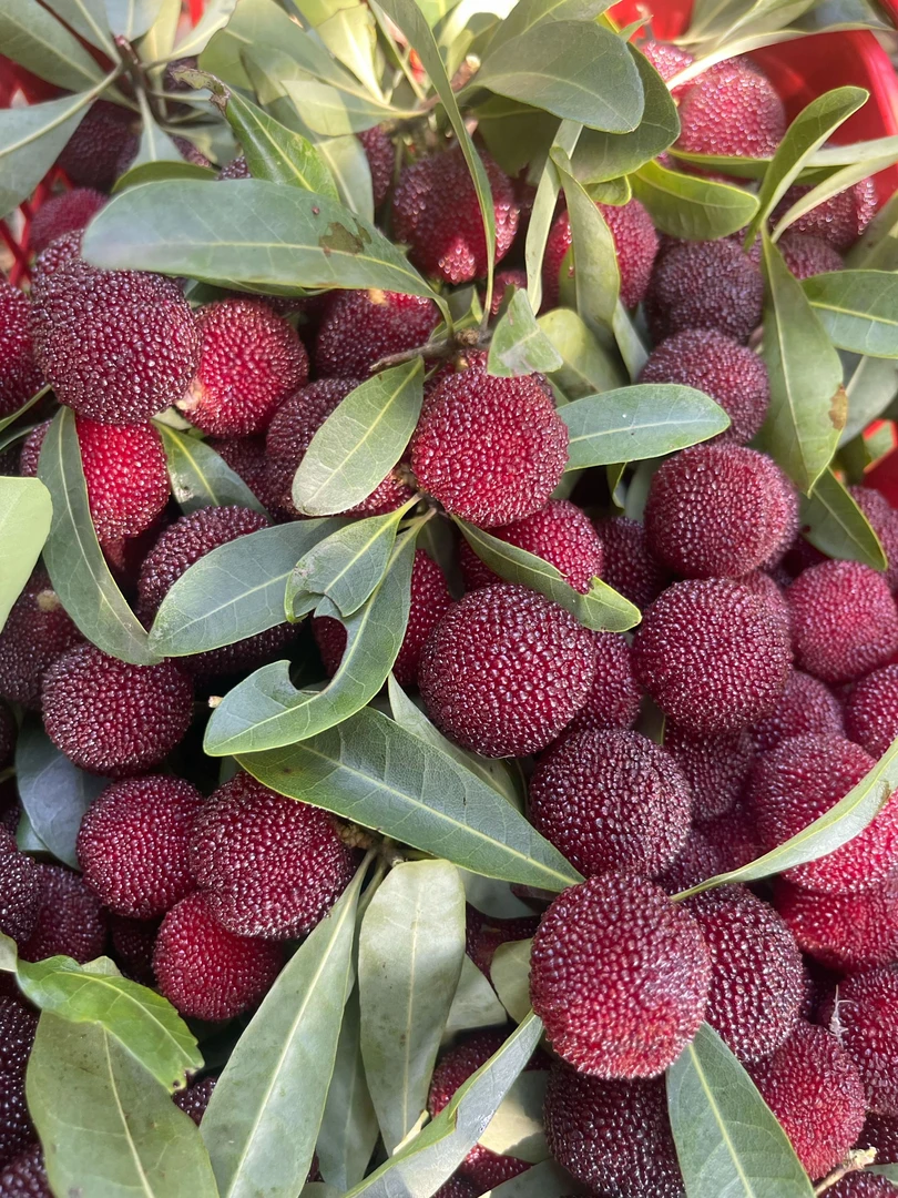 杨梅农户家杨梅树，新鲜现摘应季水果孕妇可吃