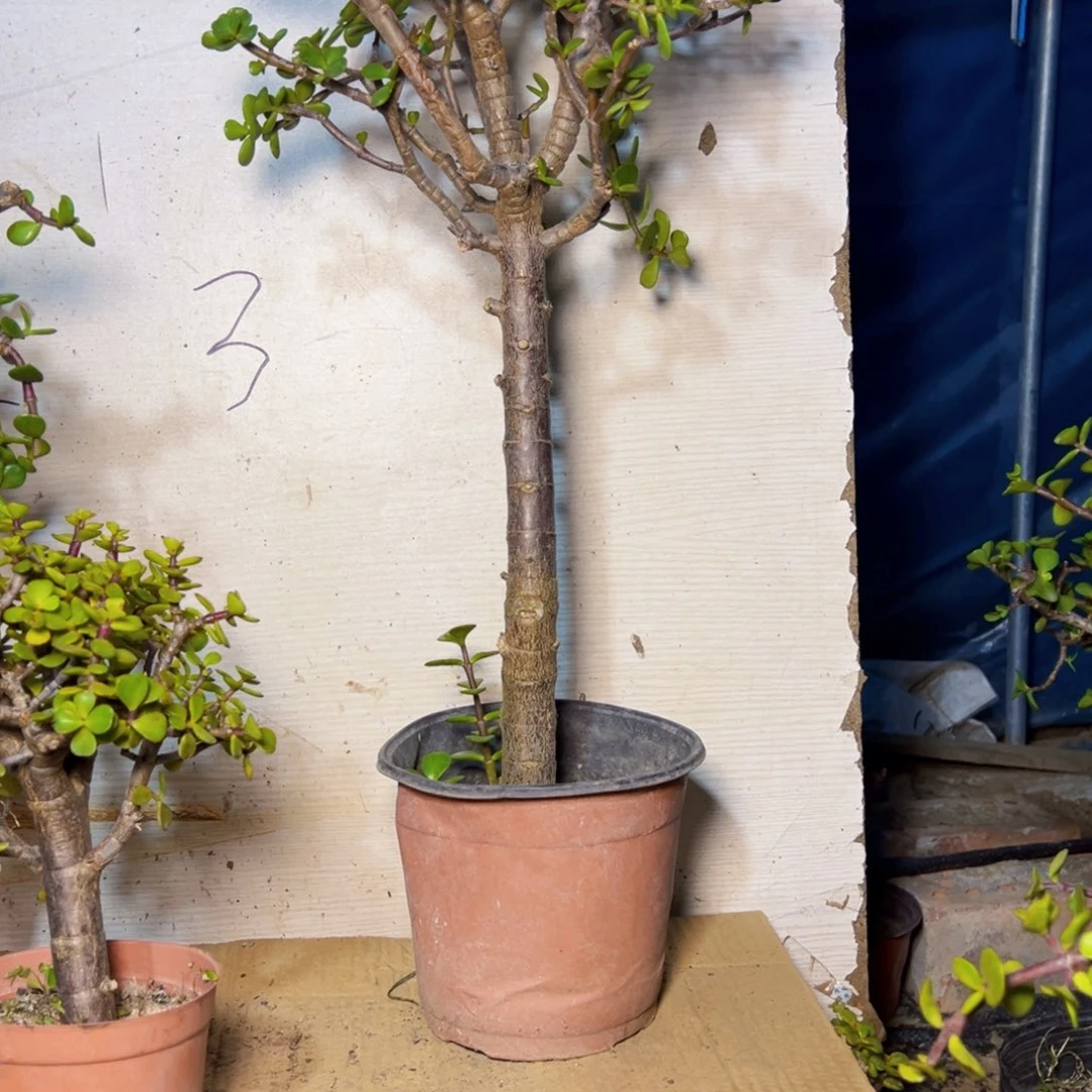 &****老桩金枝玉叶一物一拍