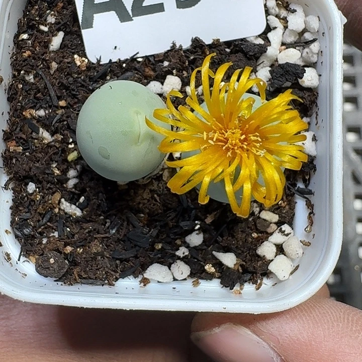 心***手291 多肉植物多肉植物