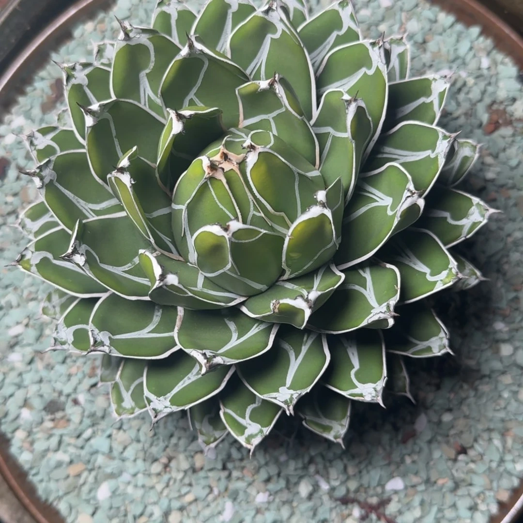 初***光317世之雪凡艺多肉