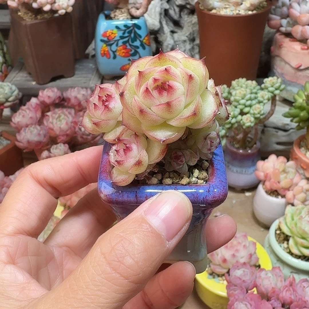 精品 多肉含盆土 一物一拍