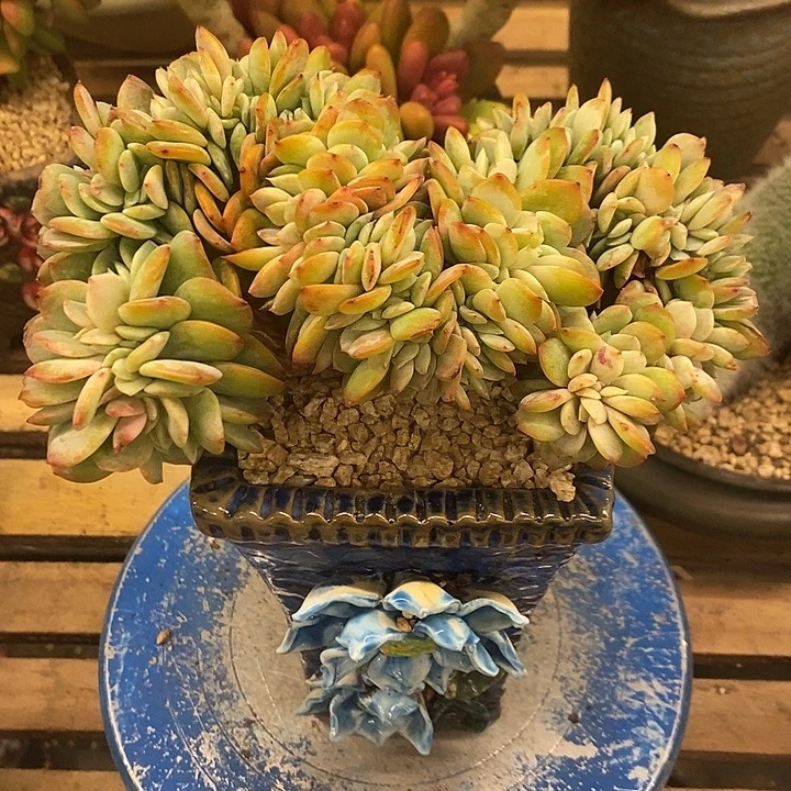 多肉植物肉肉植物