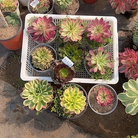 汐*1573法师多肉10颗