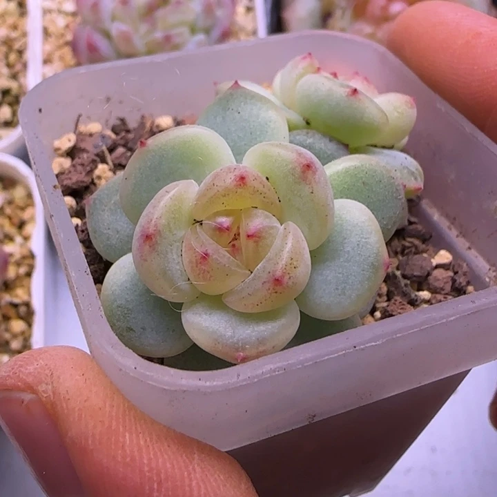 一物一拍大宁甜心T5