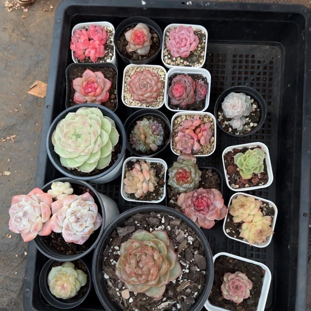 懂***一物一拍麦秆珍妮