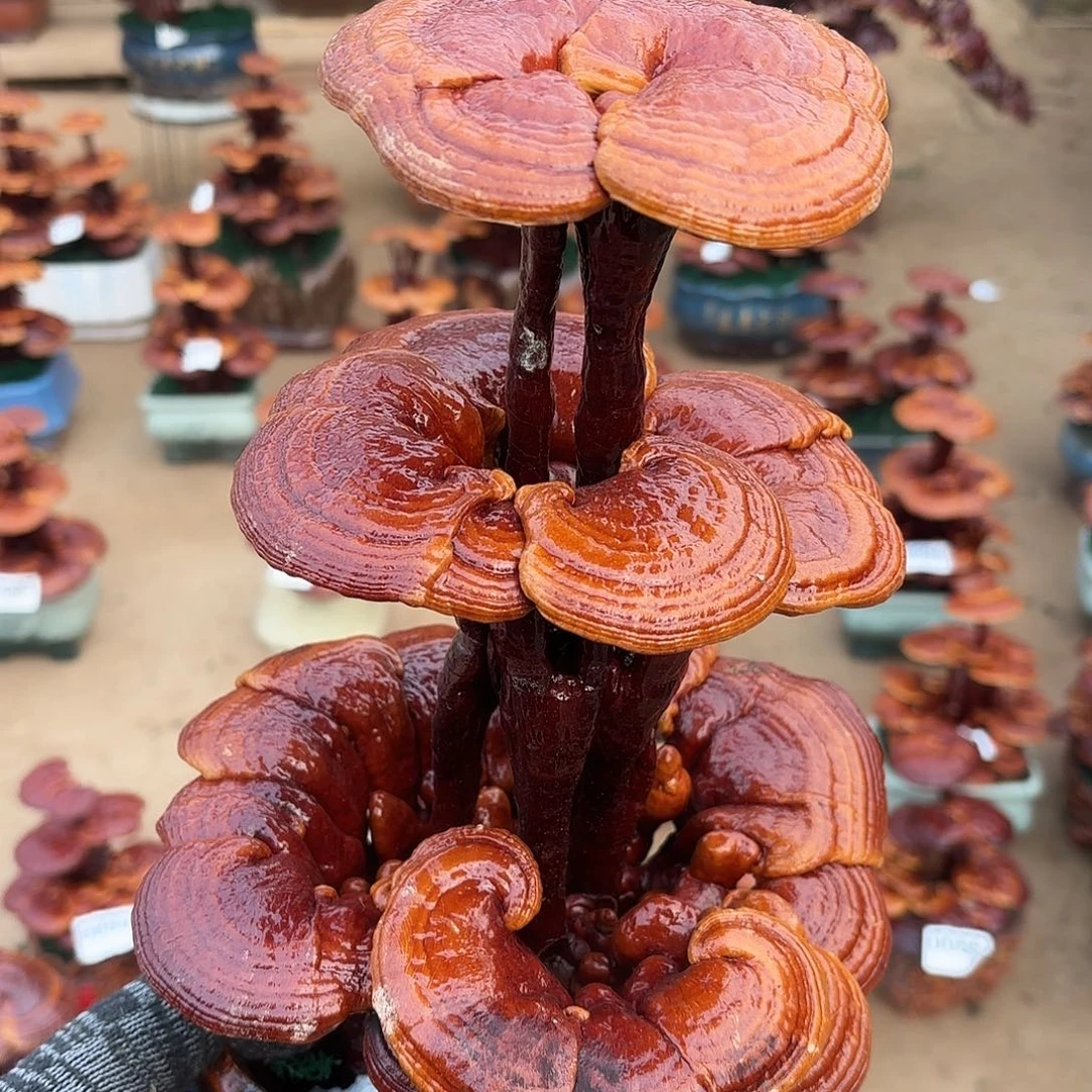 无花朵灵芝是我国著名植物