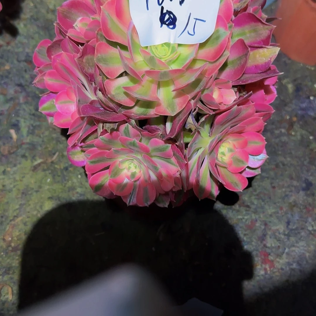 心**梦粉女巫多肉法师福利不包损1671