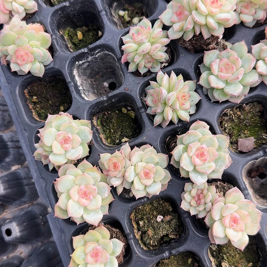 玉笛二个满25包邮