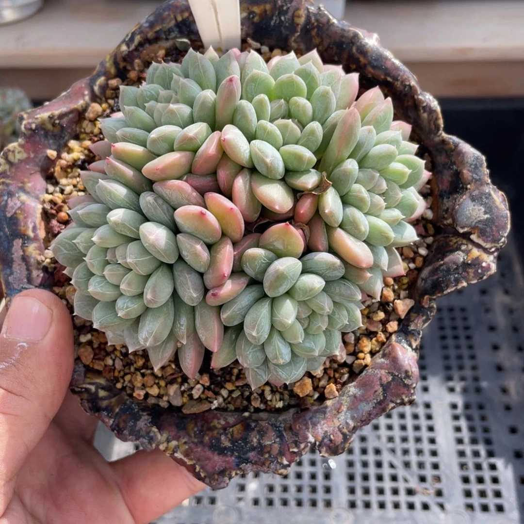 0185百达翡翠不带盆9厘米