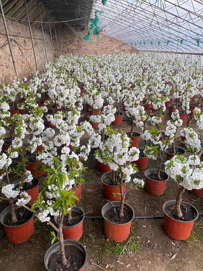 黑抮珠花卉植物盆栽(D)