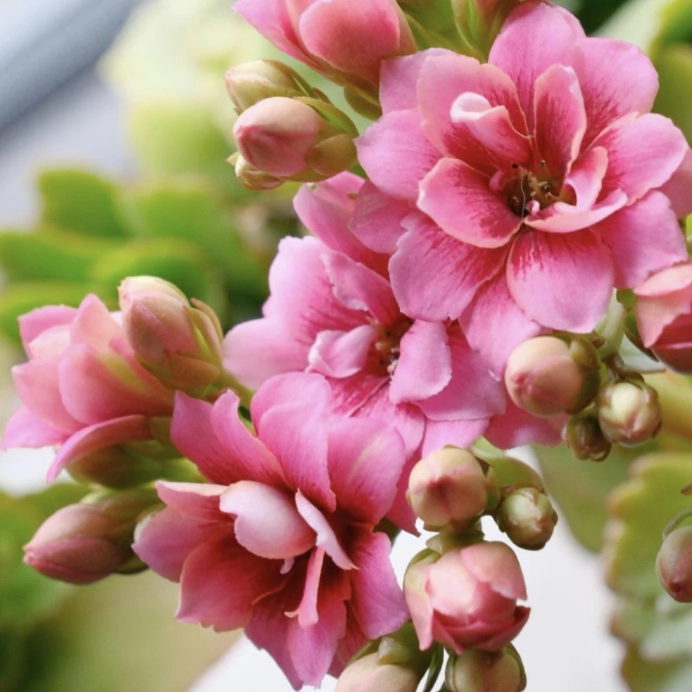 艾默生长寿花，（90型盆）带花苞发货