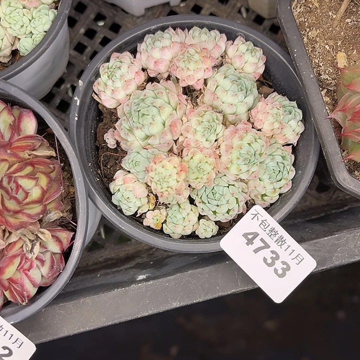 阿雅园艺。       4733羊脂球