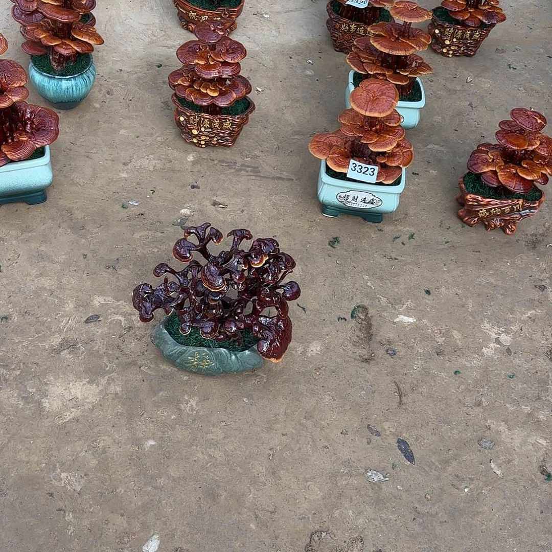 无花朵灵芝是我国著名植物