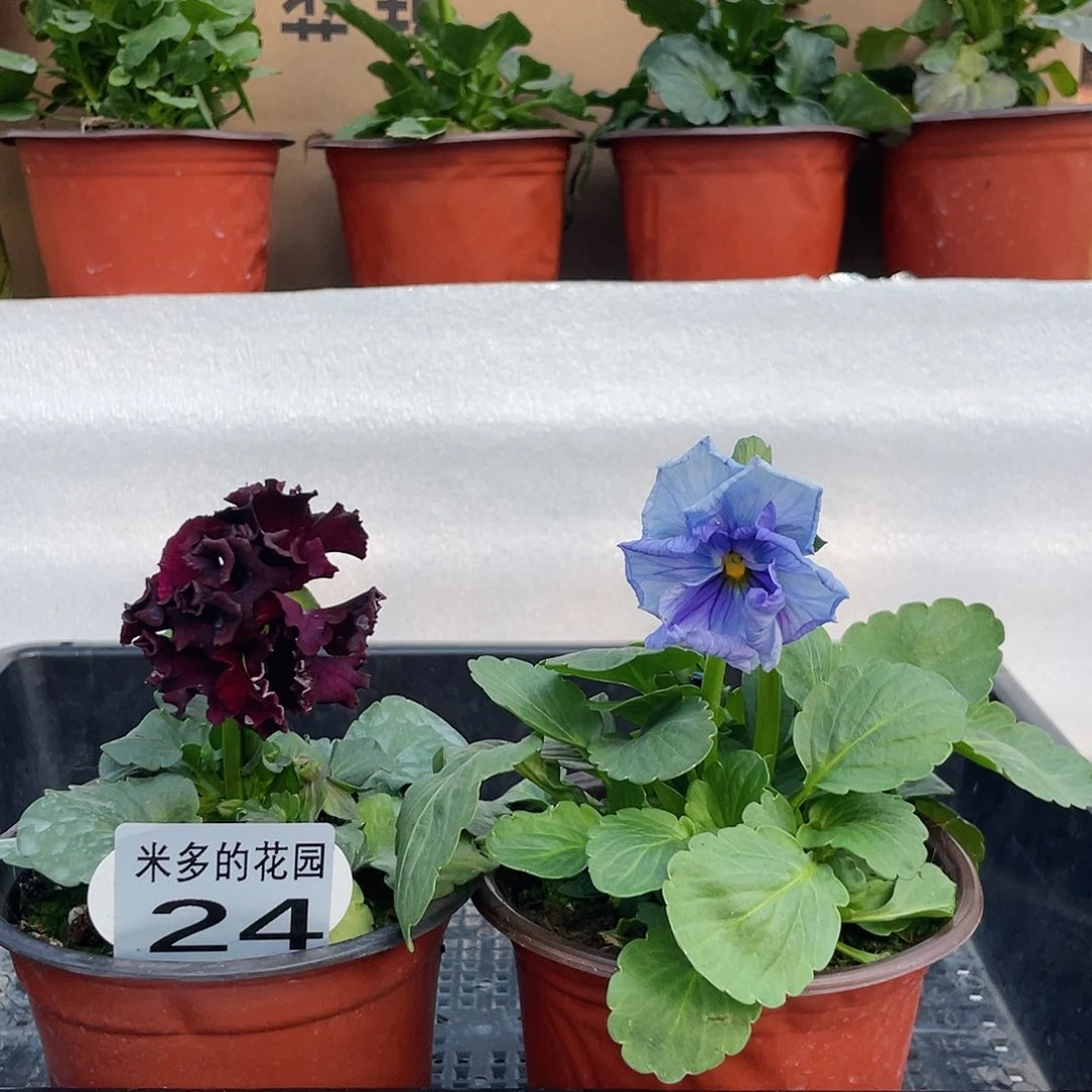 大部分开放少量花苞24