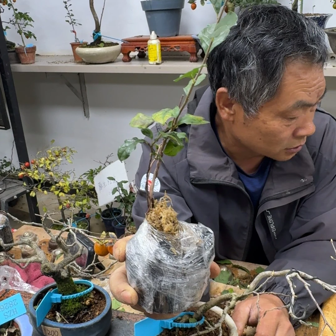 逆***行无花朵911顺丰到付不包邮