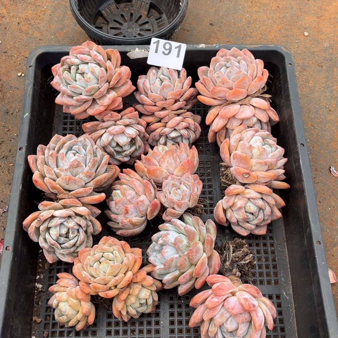 191号新疆西藏内蒙古不包邮