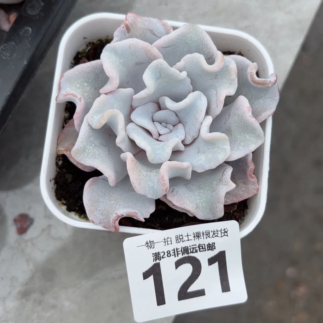 芭蕾舞者无盆土发货