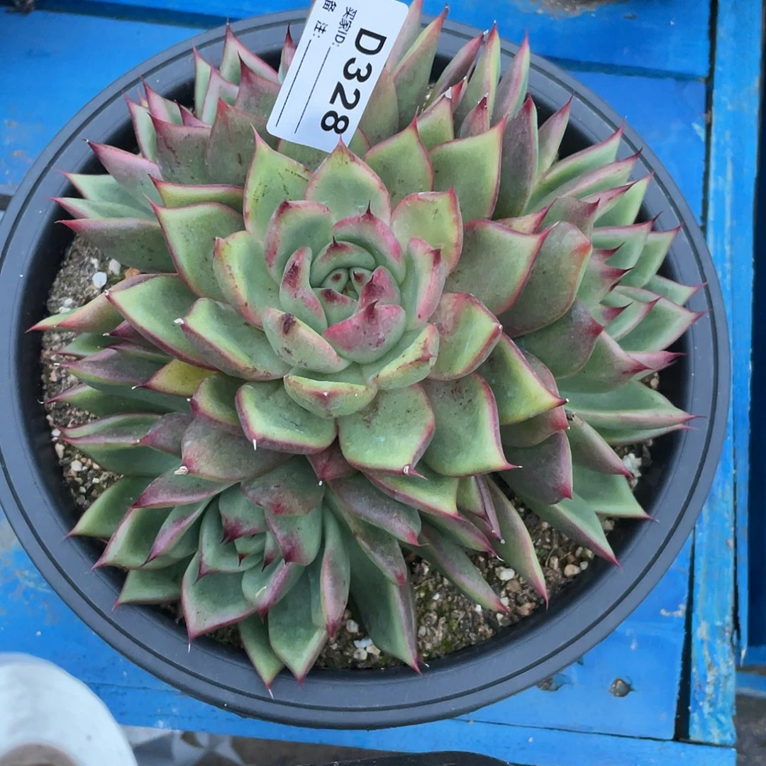 若如东云单拍D328